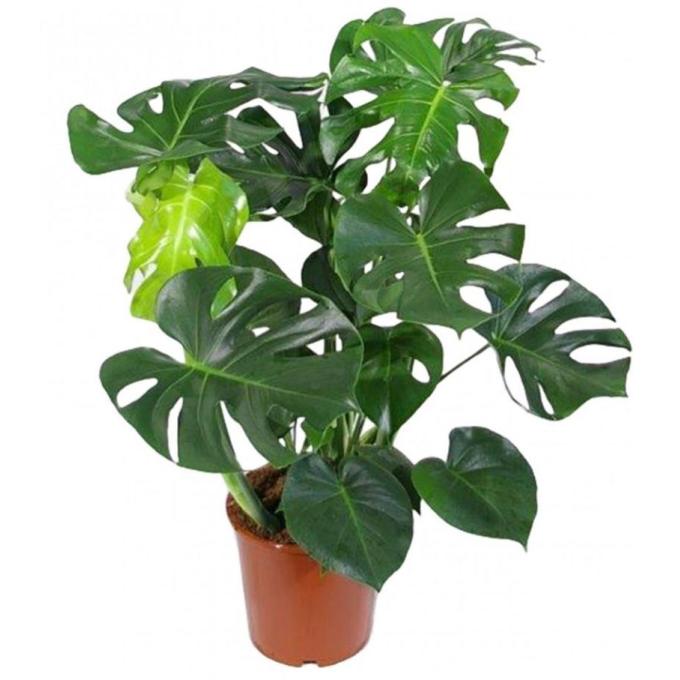 MONSTERA POT 19 CM H55CM