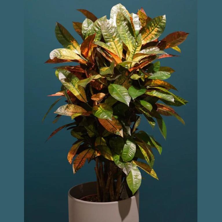 CODIAEUM MRS ICETON POT 21CM