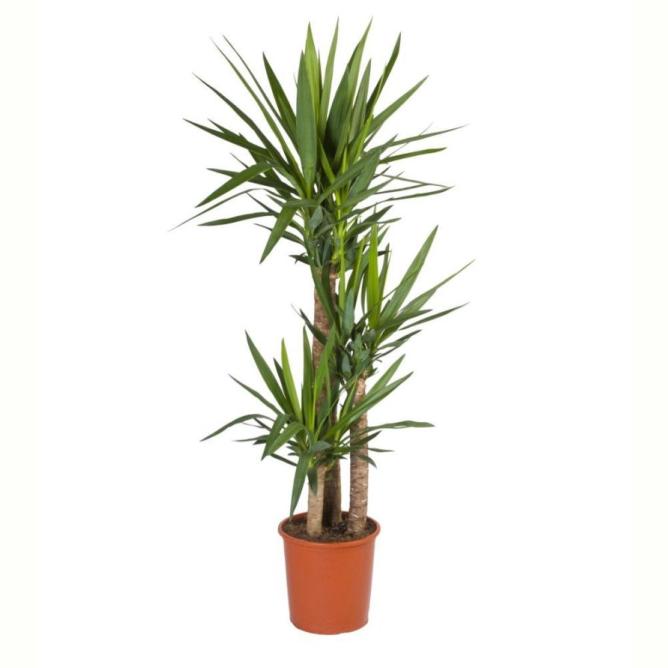 YUCCA VERTAKT 3 TRONCS POT 21CM H120CM