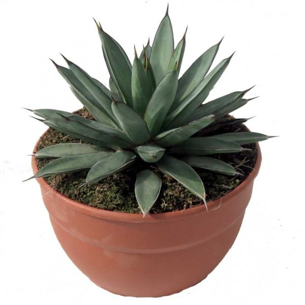 AGAVE POT 25 CM