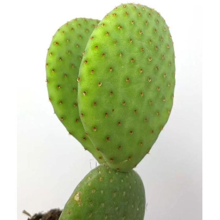 OPUNTIA POT 8.5 CM