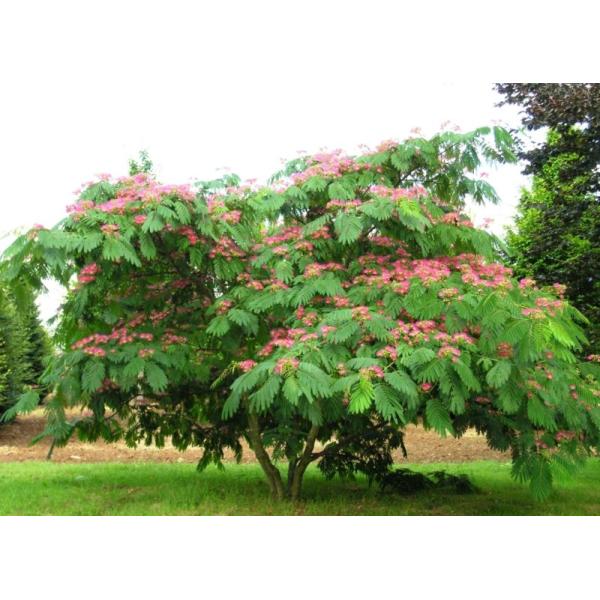 ALBIZIA JULIBRISSIN OMBRELLA CLT 8-10TIGE