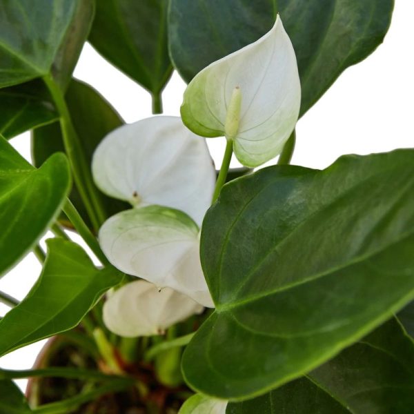 ANTHURIUM ANDREANUM ALASKA POT 17CM