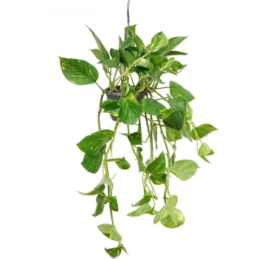 PLANTE SUSPENSION 17 CM