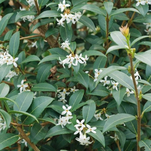 OSMANTHUS BURKWOODII C3L 40/60CM