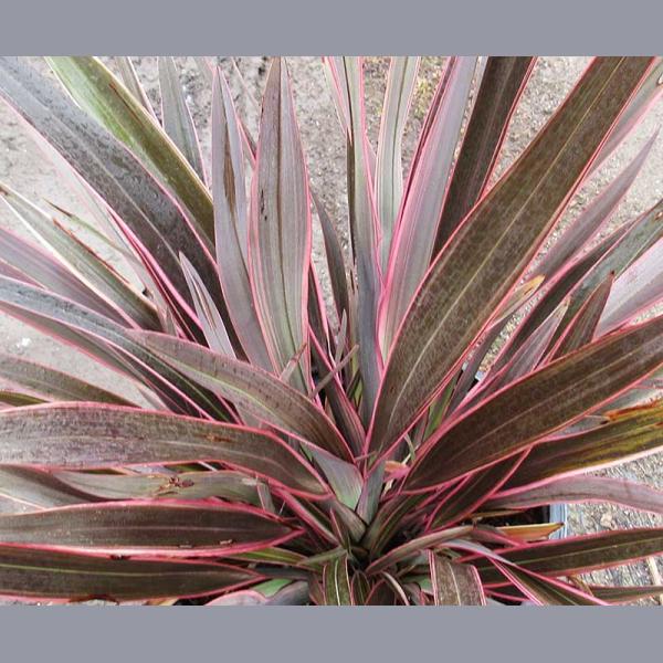 PHORMIUM TENAX PINK STRIPE C4L 40/60CM