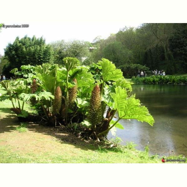 GUNNERA MANICATA C5L