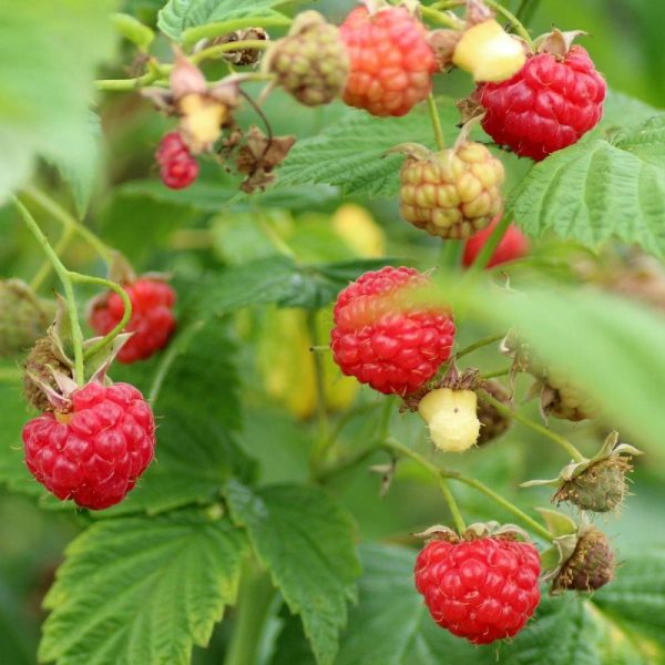 FRAMBOISIER RUBUS IDAEUS AUTUMN FIRST C3L