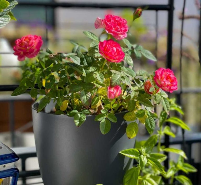 ROSIER BUISSON POT 7.5L