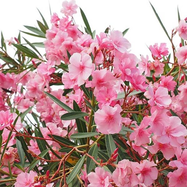 LAURIER ROSE NERIUM OLEANDER 1/2 TIGE 25L