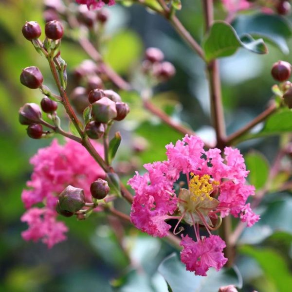 LAGERSTROEMIA INDICA PINK VELOUR CLT 10-12 1/2 FUS