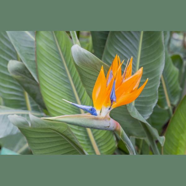 STRELITZIA REGINAE C10L