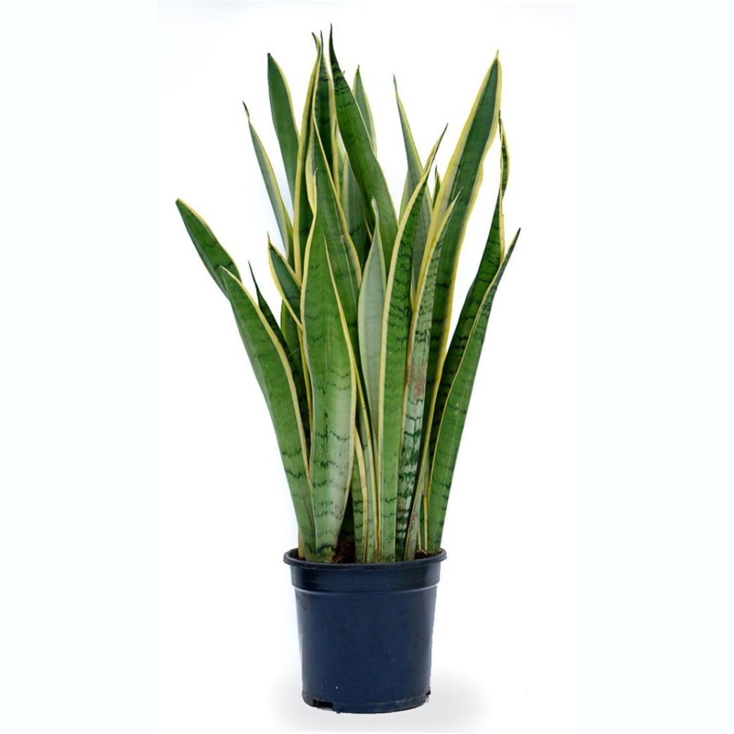 SANSEVERIA POT 14CM