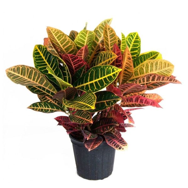 CROTON POT 17CM