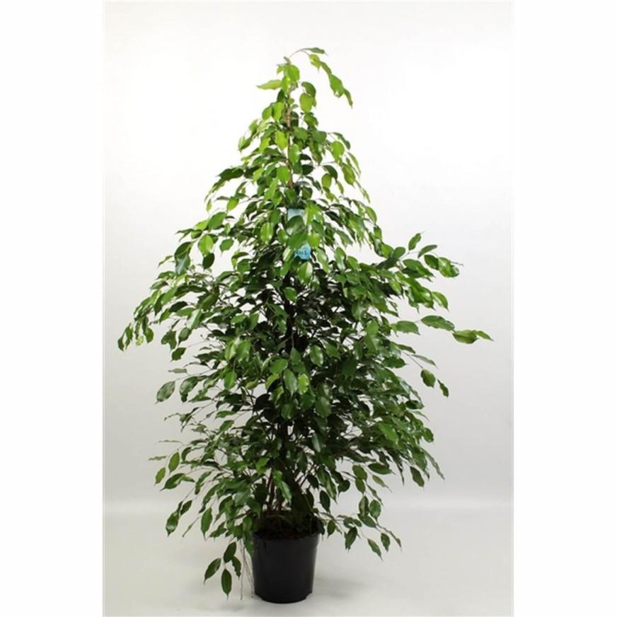 FICUS BENJAMINA POT 27CM 154CM