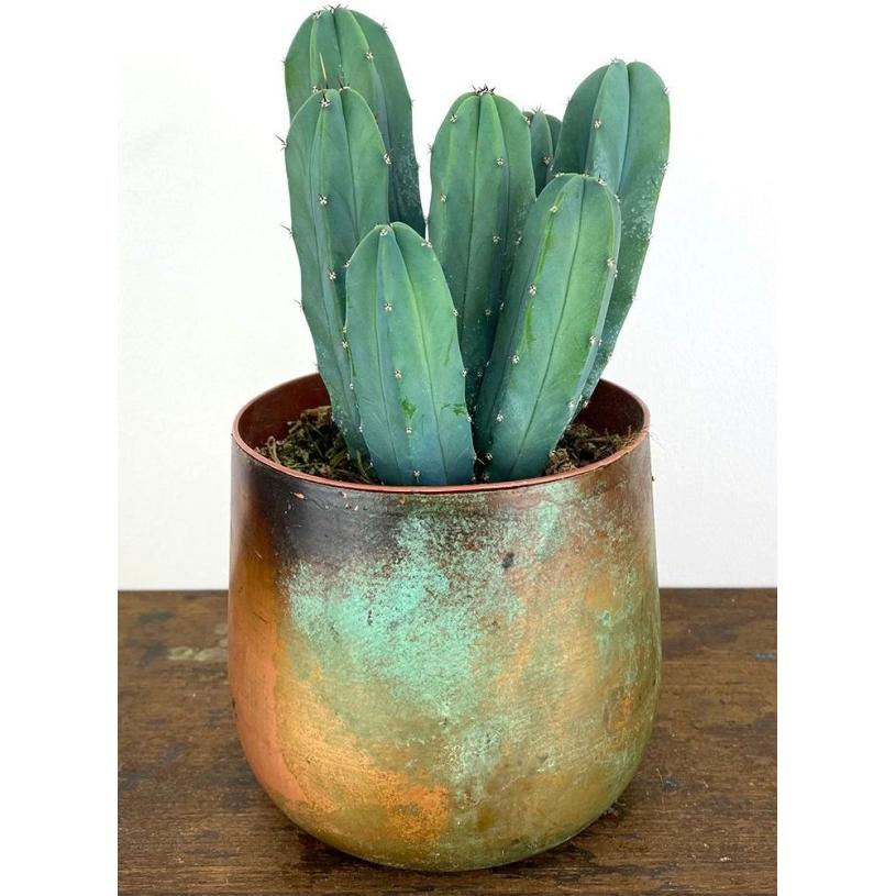 CACTUS POT 12CM