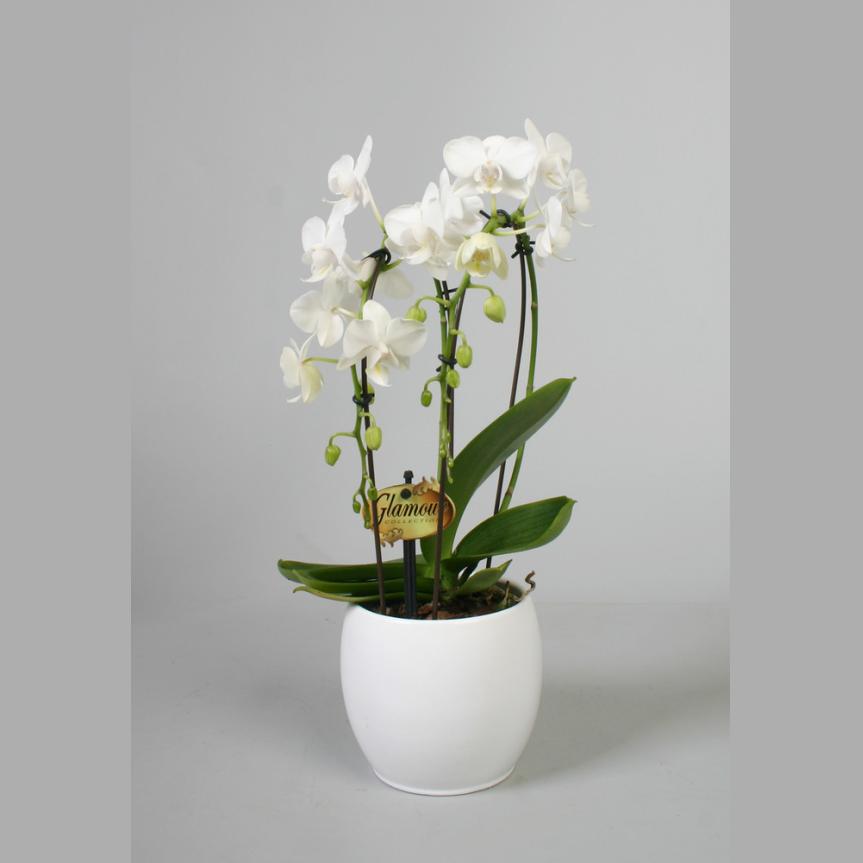 PHALAENOPSIS CASCADE POT 12CM