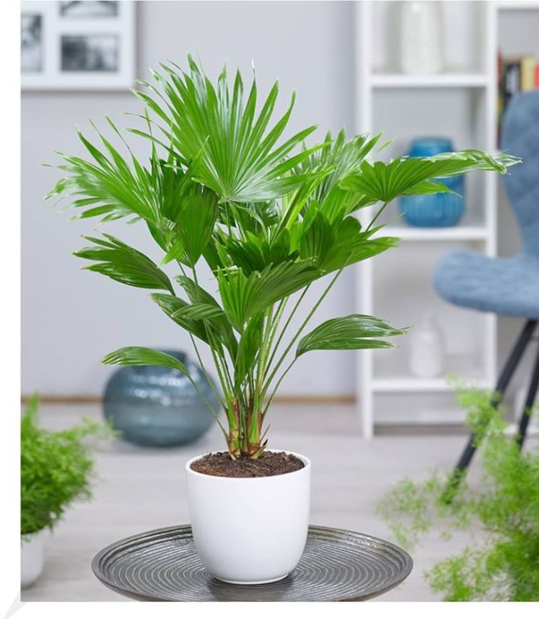 LIVISTONA ROTUNDIFOLIA POT 17CM H65CM