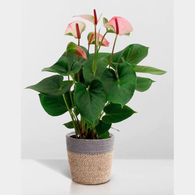 ANTHURIUM POT 14CM