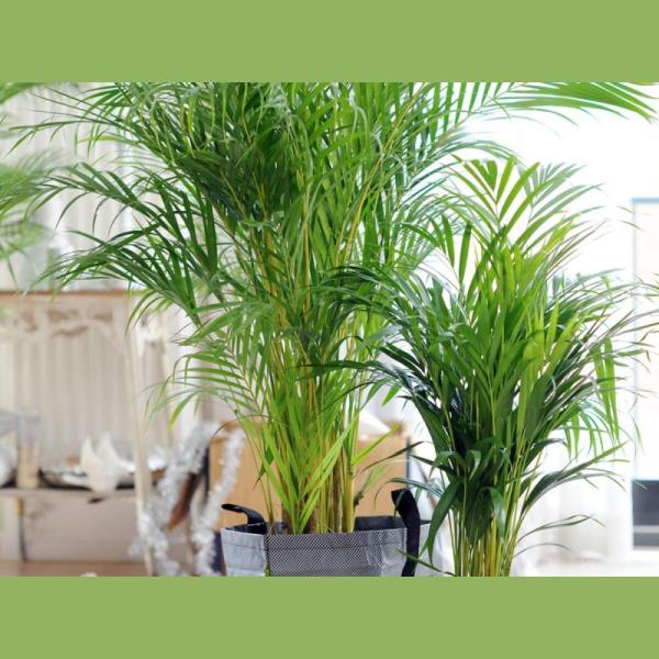 ARECA LUTESCENS POT 24CM H120CM