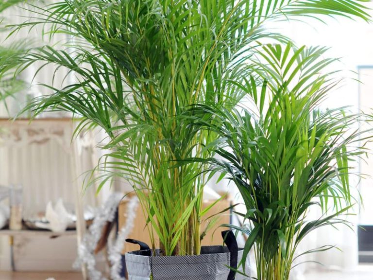ARECA LUTESCENS POT 24CM H120CM