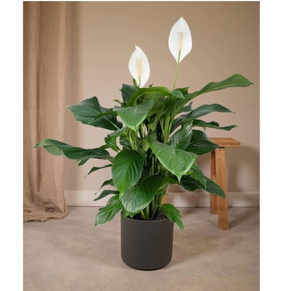 SPATHIPHYLLUM POT 13CM