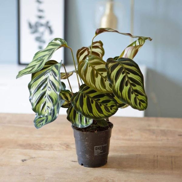 CALATHEA POT 12CM