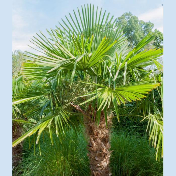 PALMIER TRACHYCARPUS FORTUNEI C7L