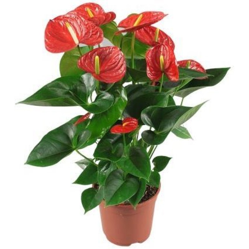 ANTHURIUM ORANGE D9CM
