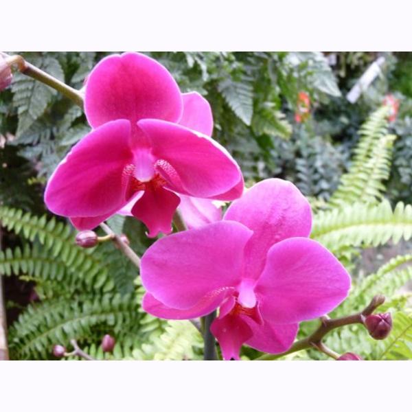 PHALAENOPSIS 2T MULTICOULEURS 7CM