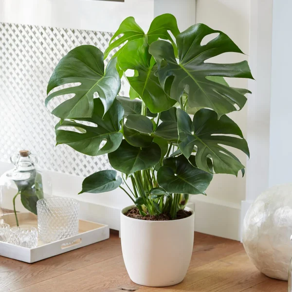 PHILODENDRON POT 19CM