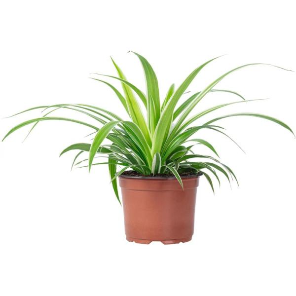 CHLOROPHYTUM GREEN ORANGE POT 12 CM