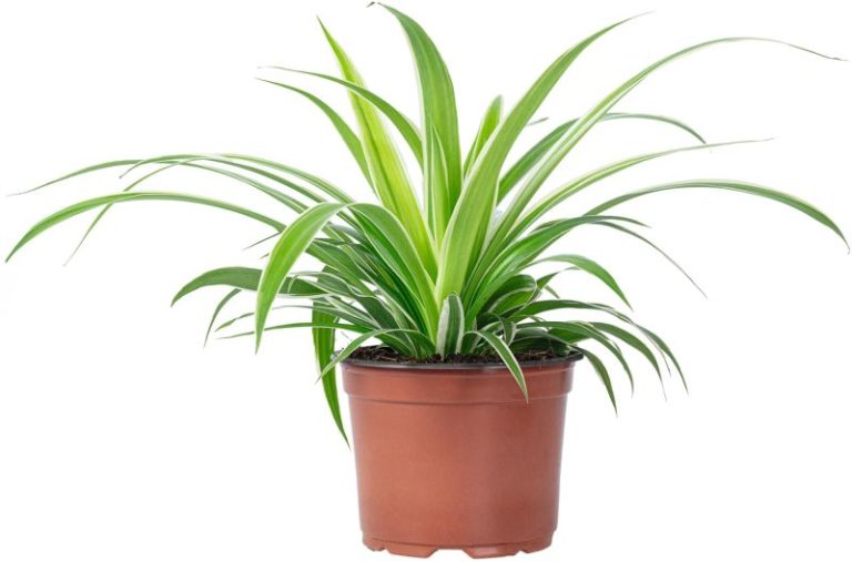 CHLOROPHYTUM GREEN ORANGE POT 12 CM