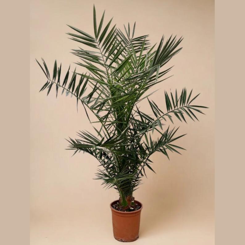 PHOENIX CANARIENSIS POT 20CM