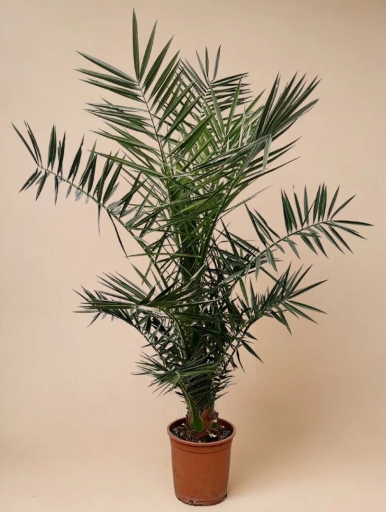 PHOENIX CANARIENSIS POT 20CM