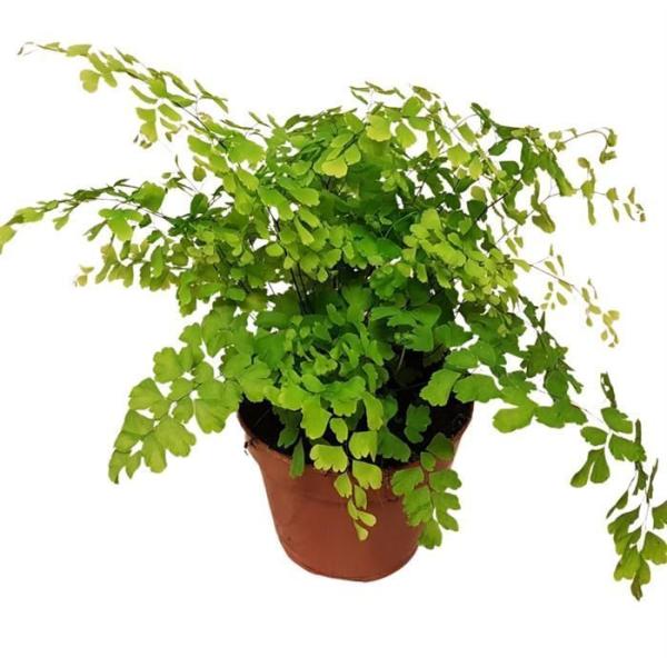 ADIANTUM RADDIANUM FRAGRANS POT 14CM