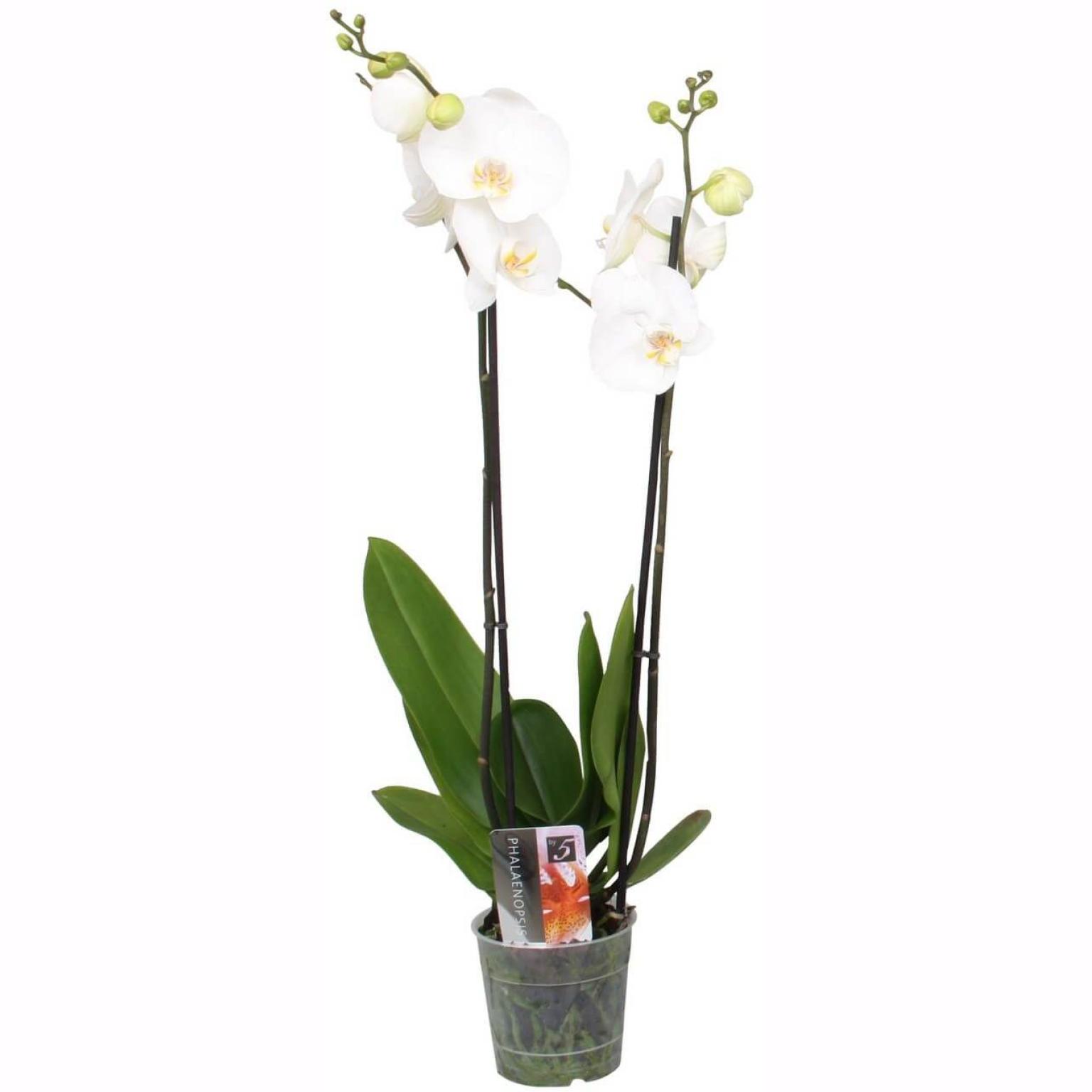 PHALAENOPSIS 2 TIGES POT 12 CM