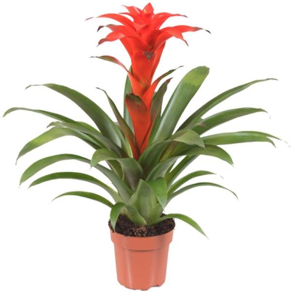 BROMELIA POT 12 CM