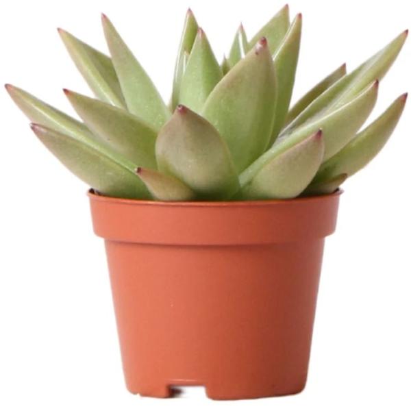 KOLIBRI GREENS ECHEVERIA POT 9CM