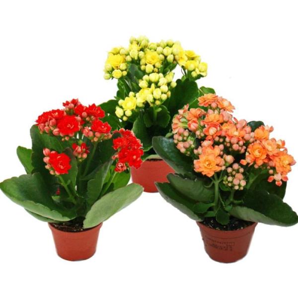 KALANCHOE ROSALINA MIXTE COULEUR POT 7 CM