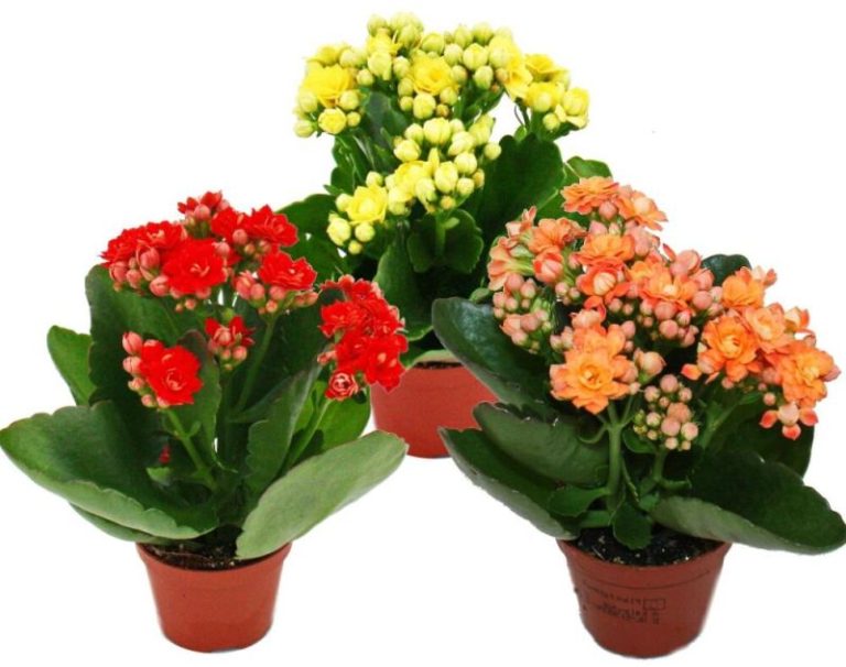 KALANCHOE ROSALINA MIXTE COULEUR POT 7 CM