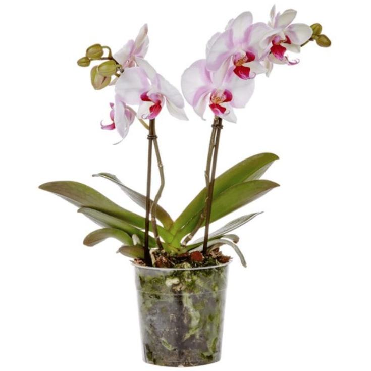 PHALAENOPSIS KOLIBRI BLANC POT 9 CM