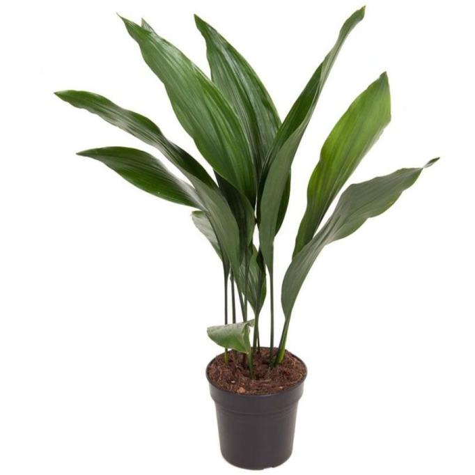 ASPIDISTRA ELATIOR POT 16 CM