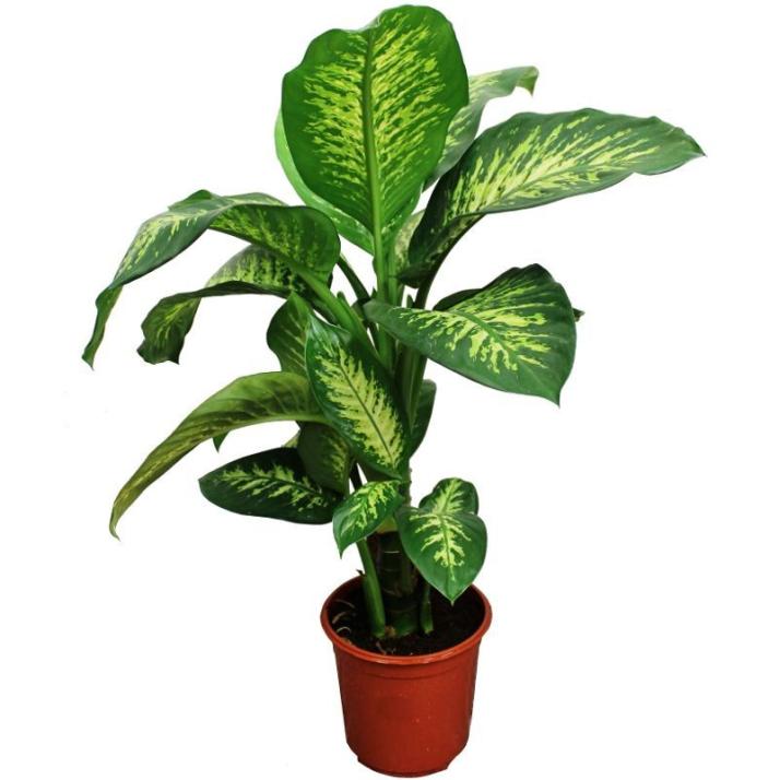 DIEFFENBACHIA POT 9CM