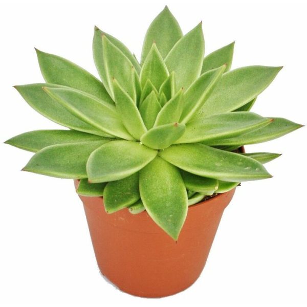 ECHEVERIA POT 12C M