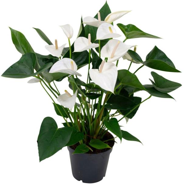 ANTHURIUM POT 14 CM