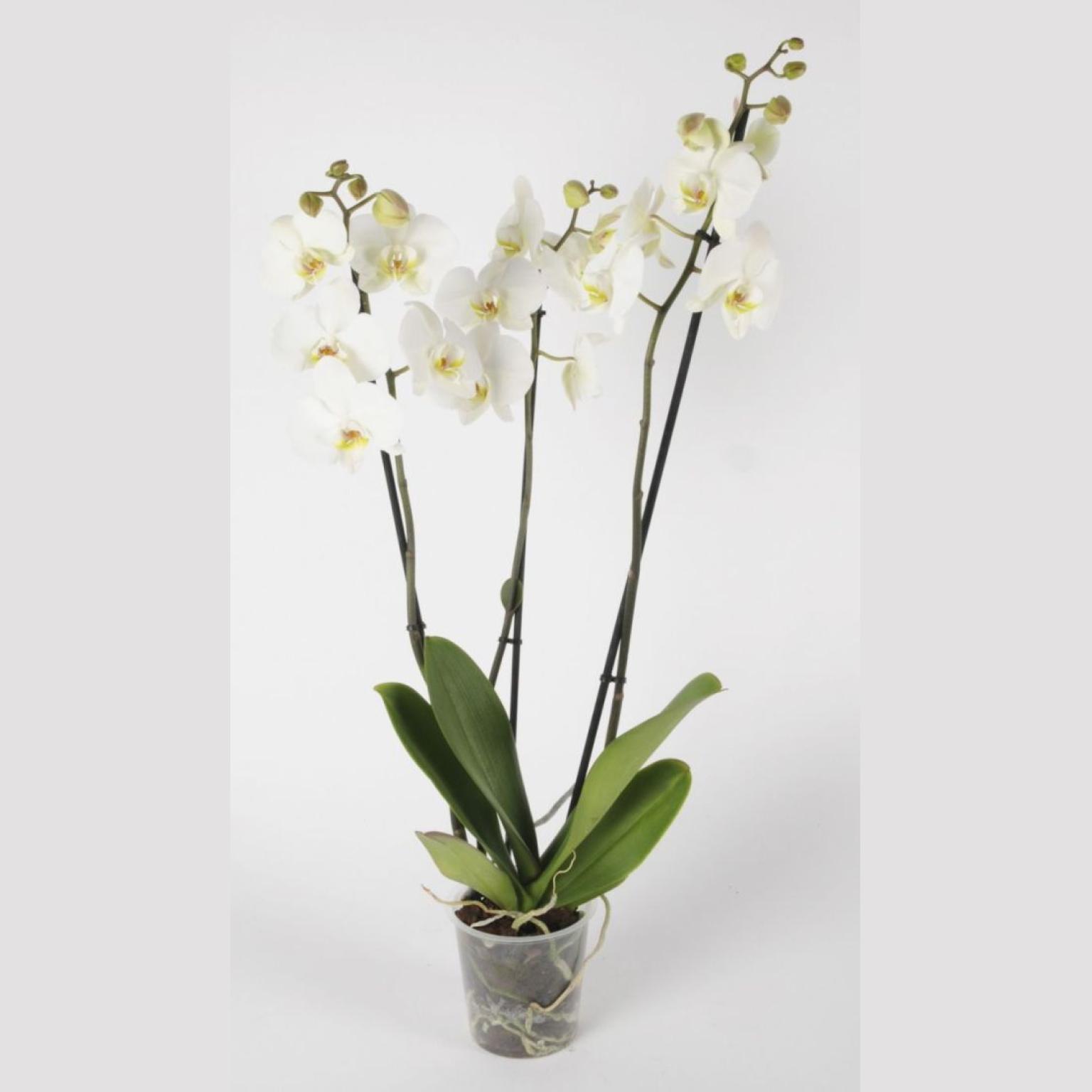 PHALAENOPSIS BLANC ARCEAU