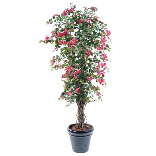 BOUGAINVILLIER NEW LIANE H210CM