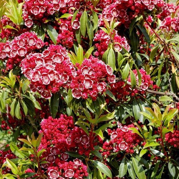 KALMIA C3L 20/30