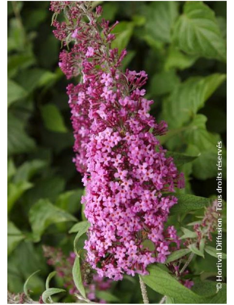 BUDDLEIA DAVIDII PINK DELIGHT C4L 60/80CM